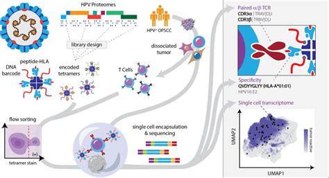 Identification Of Hpv E And E Specific T Cells In The Oropharyngeal