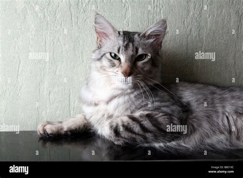 Angora cat hi-res stock photography and images - Alamy