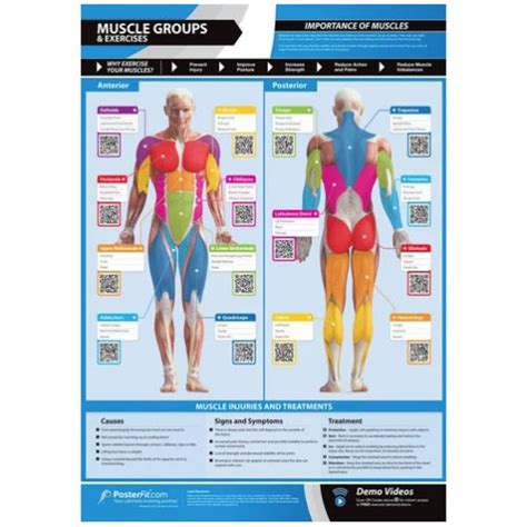 Muscle Groups & Exercises Poster (42x Different Exercises) – HMGDirect