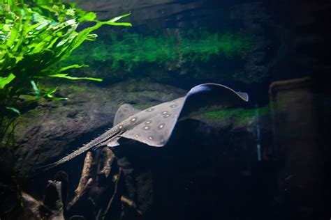 Keeping Freshwater Stingrays (Types, Care, Diet, & Breeding)