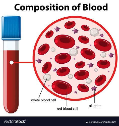 Components Of Blood Diagram And Percent Blood Composition El