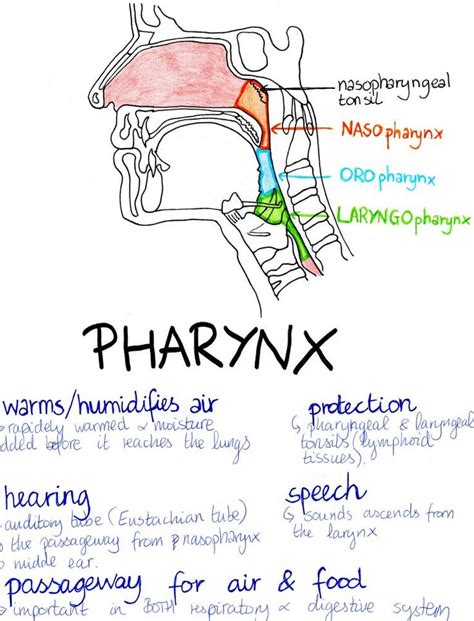 Respiratory System Medical Student Study Nurse Study Notes Medical