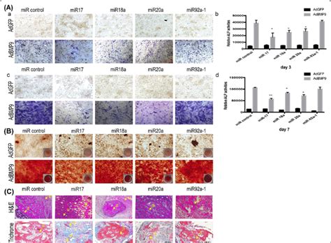 The osteogenic effect of miR-17-92 cluster on BMP9-induced osteogenesis... | Download Scientific ...