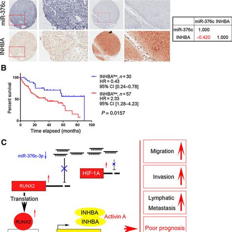 The Expression Of Mir 376c 3p And Inhba Is Negatively Correlated And Download Scientific