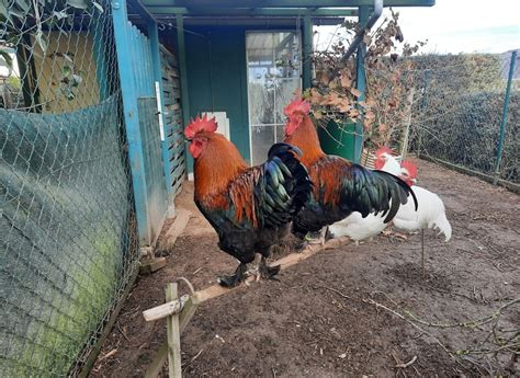 Das Marans Huhn Infos Tipps Zu Den Schokoei Legern