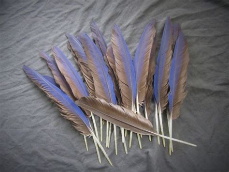 Macaw Parrot Feathers | Macaw Feathers | Macaw Nutz!