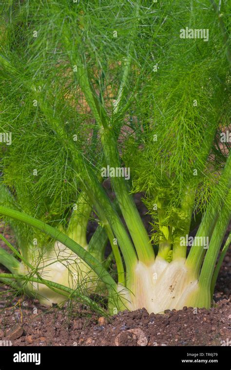 Florence Fennel Hi Res Stock Photography And Images Alamy