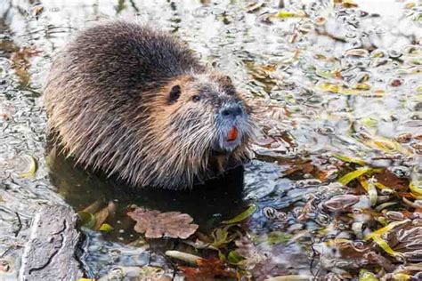 Beaver Facts: Habitat, Size, Life Cycle & More