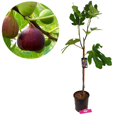 Ficus Carica Brown Turkey Vijg 2 Liter Pot Kopen Planten Eenvoudig