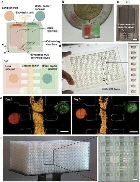 High Resolution Low Cost Lcd 3d Printing For Microfluidics And Organ On A Chip Devices Lab On