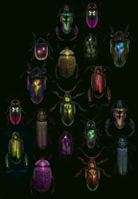 Le Nouveau Monde Selon Musefraisedesbois Beautiful Bugs Insect Art