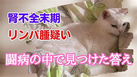 腎不全末期の愛猫、更に病気が見つかる。 Youtube