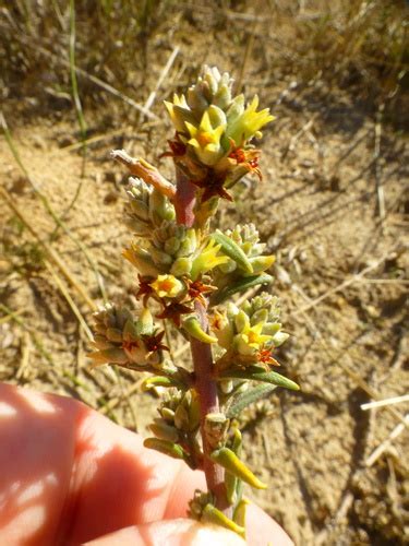 Swartland Hardleaf Phylica Strigulosa INaturalist