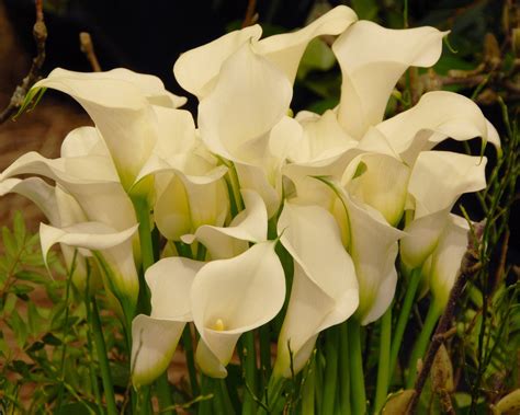 Calla 'Captain Ventura' bulbs — Buy online at Farmer Gracy UK