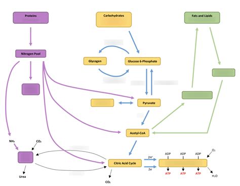 Metabolism Diagram