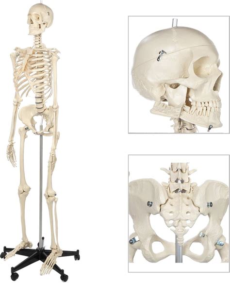 Amazon Rudiger Anatomie Female Skeleton Anatomy Model Bundle