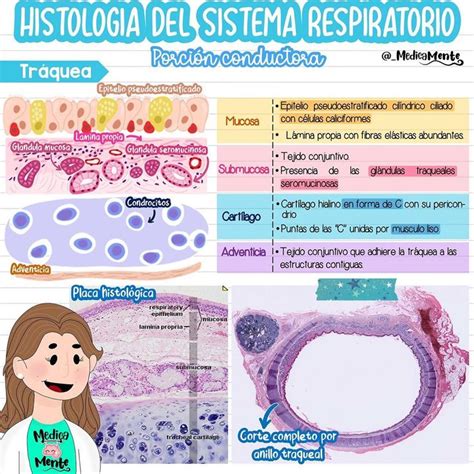 Histologia del sistema Respiratorio Histología Sistema respiratorio