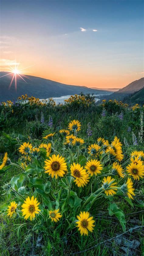 Balsamorhiza Na Ce Tapeta Na Telefon