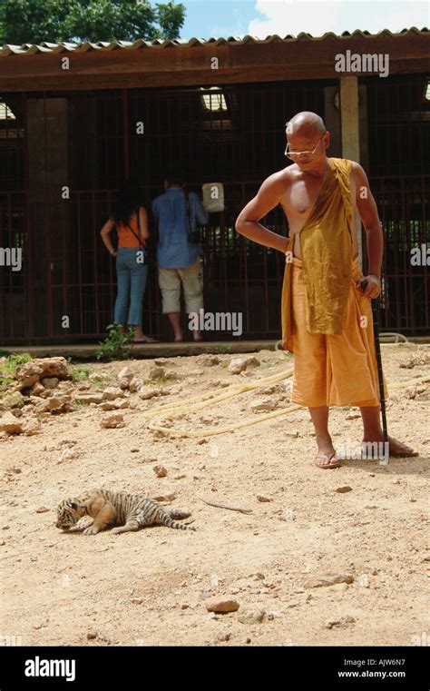 Tiger Temple / Kanchanaburi Stock Photo - Alamy