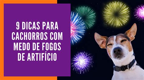 9 Dicas Para Cachorros Com Medo De Fogos De Artifício