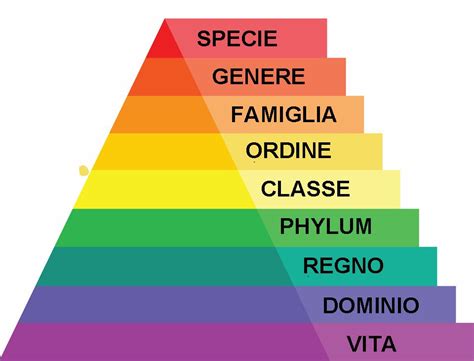 Classificazione Tassonomica Scuola E Cultura