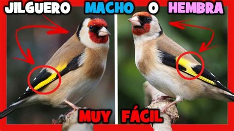 Cómo saber si un jilguero es macho o hembra Mucha Mascota