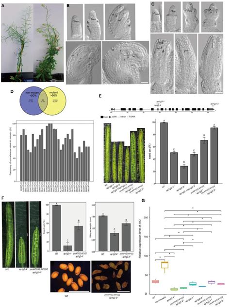 A C Phenotypes Of The Ems Induced Sterile Mutant B C Ovule