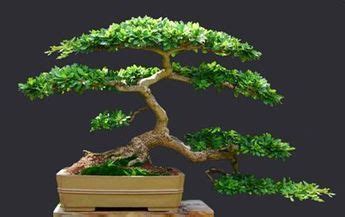 Bonsai Black Olive Bucida Spinosa Mine Only Has One Canopy At The