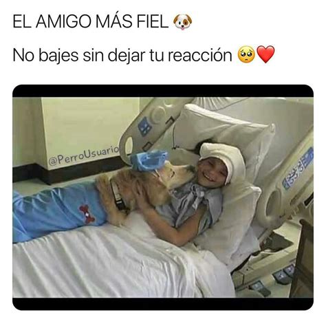 El Amigo Más Fiel No Bajes Sin Dejar Tu Reacción Memes