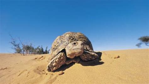 Desert Tortoise Adaptations | Animals - mom.me