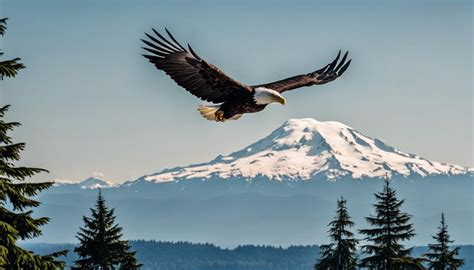 Top 15 Types Of Birds In Washington State (With Pictures) - Fly Aviary