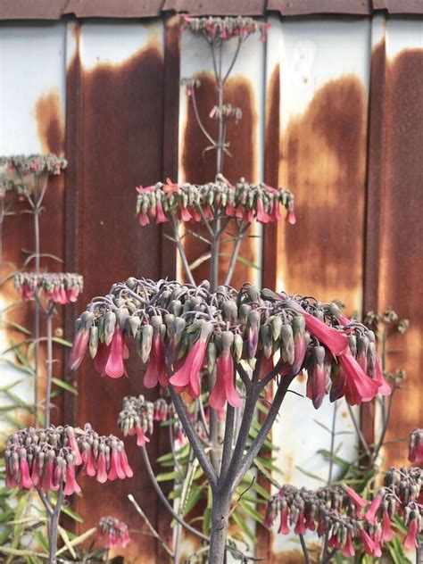 3 Kalanchoe Succulent Pups Rooted Attracts Pollinators