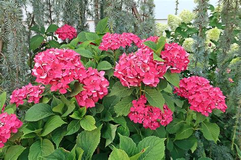 Gartenhortensie Hydrangea Macrophylla Rolf Schreiber Flickr