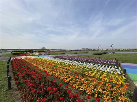 【足立区】荒川河川敷「虹の広場」のチューリップが見頃を迎えています！ 空には風にそよぐ大きな鯉のぼりも！ 号外net 足立区