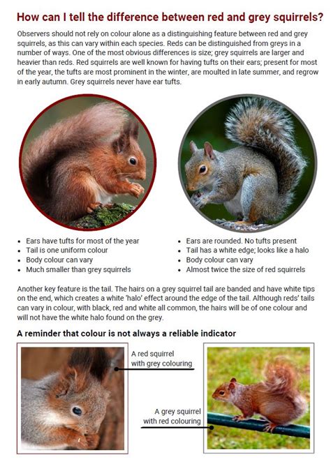 Red Squirrel Vs Grey Squirrel