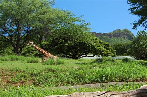 Honolulu Zoo Oahu To