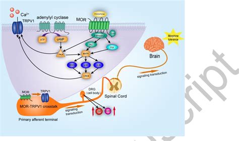 The mechanism of μ-opioid receptor (MOR)-TRPV1 crosstalk in TRPV1 ...