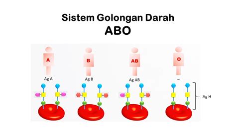 Sistem Penggolongan Darah Part 2 Sistem Golongan Darah Abo Youtube