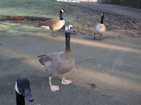 The Rattling Crow: The hybrid goose in the park