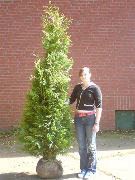 Thuja occidentalis Brabant Lebensbaum Brabant 200 225 cm Solitär