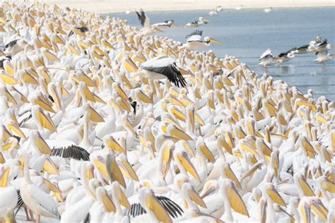 Pelican Migration In Agamon Hefer Israel Stock Image Image Of