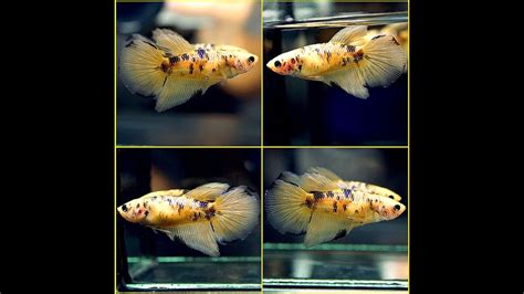 Live Betta Fish Fancy Yellow Tiger Koi Halfmoon Hm Female Youtube