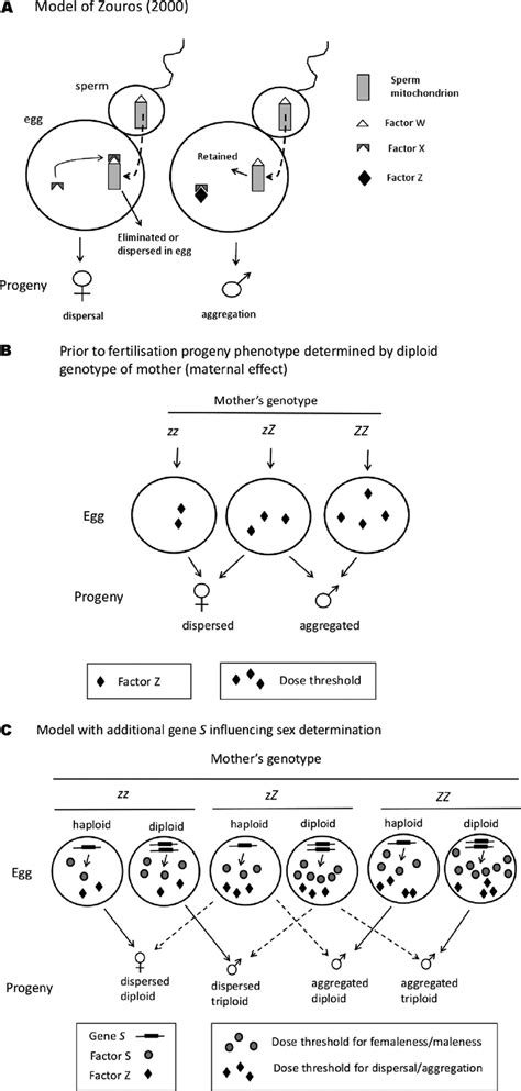 Models Of Mitochondrial Behavior And Sex Determination A Model Of