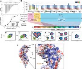 Dynamic And Static Interactions Between P Catenin And E Cadherin