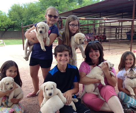 Why Our Puppy Program - My Lab Puppies