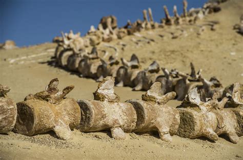 Photo Gallery Egypts Natural Reserve Area Of Wadi Al Hitan Whale