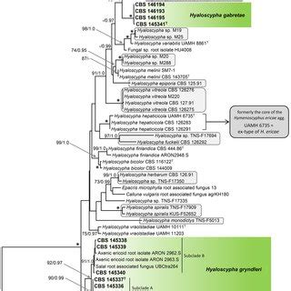 Combined Phylogeny Using Its And Lsu S Rdna Of Members Of