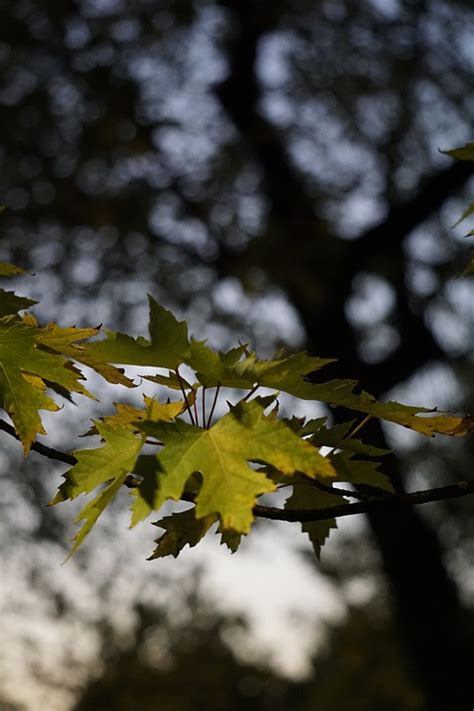 Silver Maple Leaves Branch - Free photo on Pixabay - Pixabay