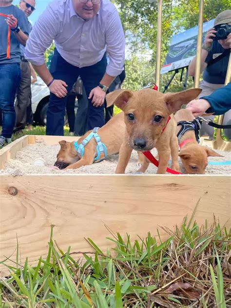 Pet Alliance of Greater Orlando breaks ground on new facility, with