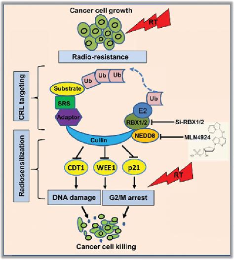 Figure 1 From Radiosensitization Of Cancer Cells By Inactivation Of